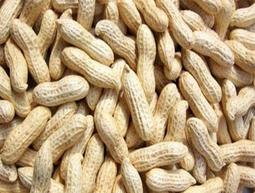 Groundnut